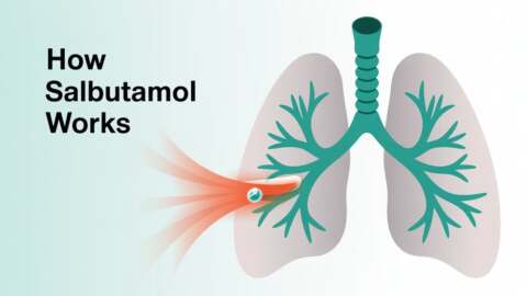 How Salbutamol Works – A Complete Mechanism Guide