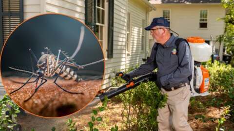 How An Exterminator in Houston Can Help Homeowners Circumvent Mosquito-Borne Diseases