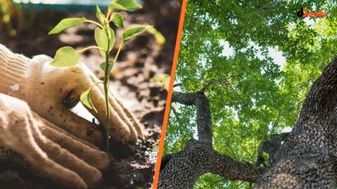 Tree Health