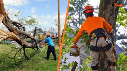 Why Professional Tree Service Is Essential for Homeowners in Lafayette, LA
